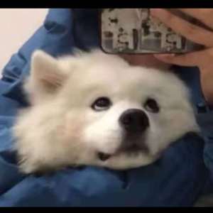 精品国产亚洲人成在线观看韩国
